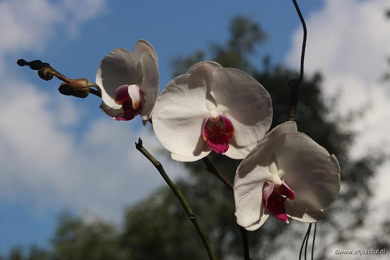 10 Orchidee.jpg